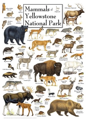 Master Pieces 1000 - Mammals of Yellowstone National Park