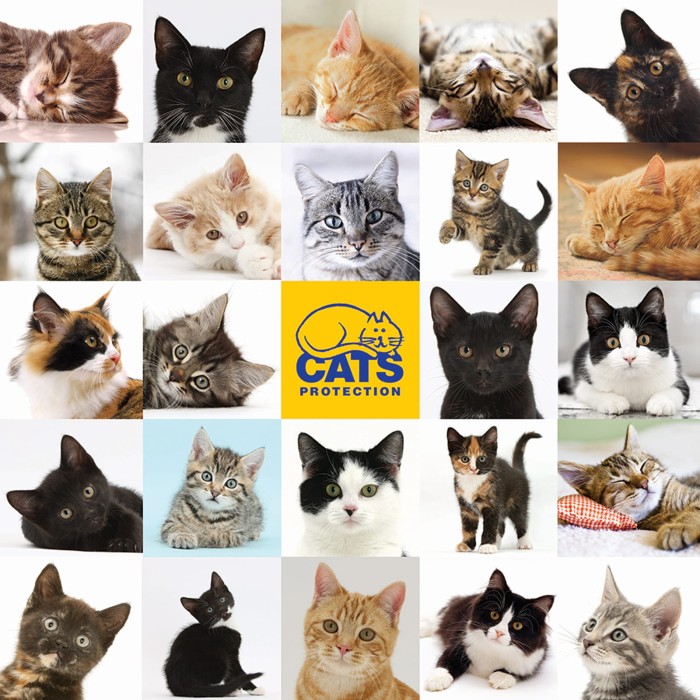 otter-house-puzzle-cats-protection-jigsaw-puzzle-1000-pieces.79346-1.fs.jpg