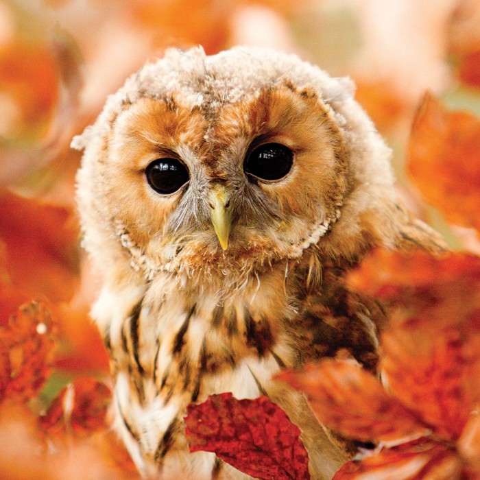 otter-house-puzzle-rspb-tawny-owl-jigsaw-puzzle-1000-pieces.79358-1.fs.jpg