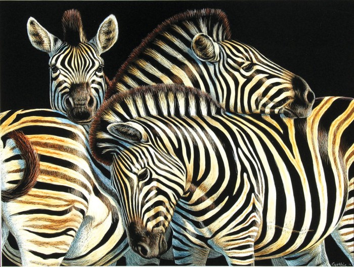 zebras.80344-1.fs.jpg