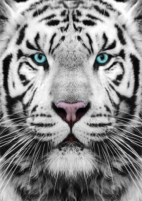 Gold Puzzle 1000 - Siberian Tiger