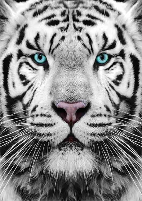 gold-puzzle-siberian-tiger-jigsaw-puzzle-1000-pieces.53984-1.fs.jpg