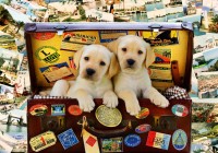 bluebird-puzzle-two-travel-puppies-jigsaw-puzzle-1000-pieces.79095-1.fs.jpg
