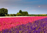 wick-confetti-fields-near-pershore-jigsaw-puzzle-1000-pieces.74862-1.fs.jpg