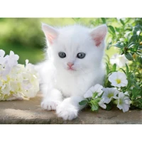 white-kitten-jigsaw-puzzle-1500-pieces.12651-1.fs.jpg