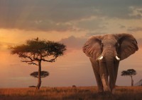 nature-edition-no-13-elefant-in-masai-mara-nationalpark-jigsaw-puzzle-1000-pieces.65544-1.fs.jpg