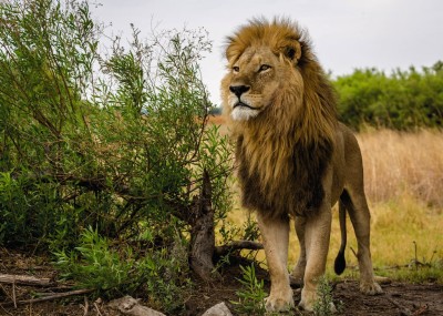 Ravensburger 1000 - Nature Edition No 14 - Lion (Lew)