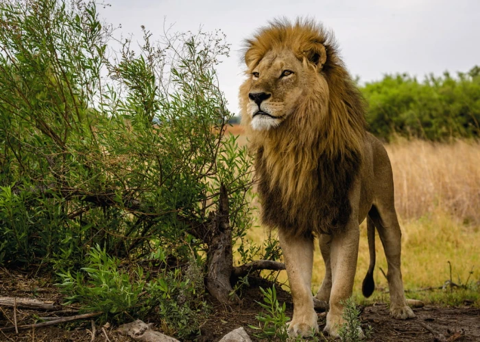 nature-edition-no-14-lion-jigsaw-puzzle-1000-pieces.65545-1.fs.jpg
