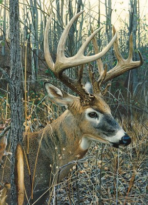Cobble Hill 1000 - Jay Kemp: White-tailed Deer