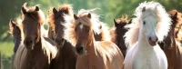 wild-horses-jigsaw-puzzle-1000-pieces.41323-1.fs.jpg