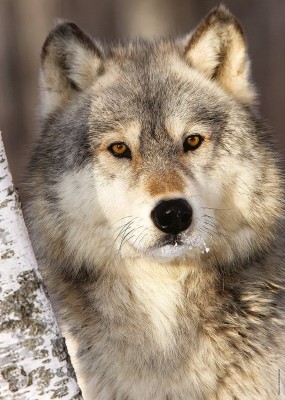Ravensburger 1000 - Wolf