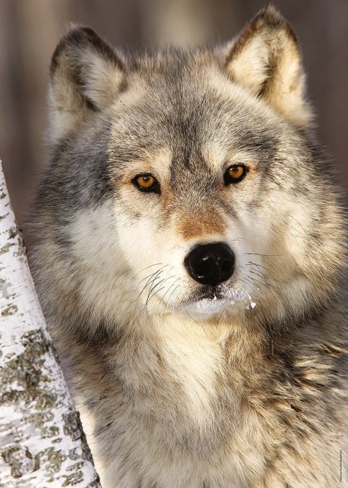 wolf-jigsaw-puzzle-1000-pieces.58765-1.fs.jpg