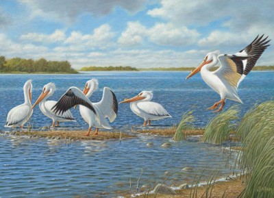 Cobble Hill 1000 - John Wilson : Pelicans