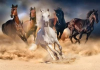 wild-horses-ks-games.80435-1.fs.jpg