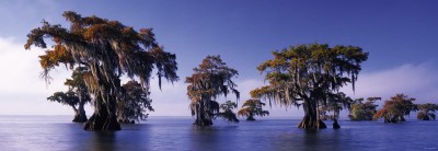 Heye 1000 - Alexander von Humboldt, Bald Cypresses