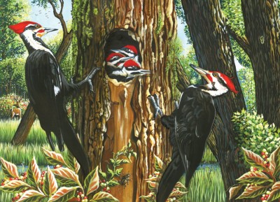 Cobble Hill 1000 - Pileated Woodpeckers