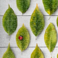 plastic-puzzle-the-colorful-season-of-leaves-jigsaw-puzzle-1000-pieces.80609-2.fs.jpg