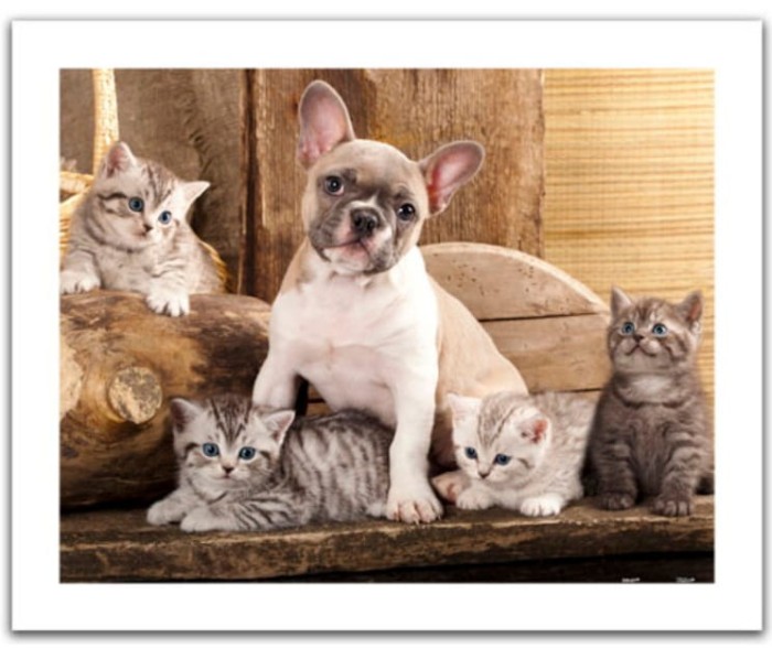 plastic-puzzle-little-kittens-and-a-dog-jigsaw-puzzle-500-pieces.80543-1.fs.jpg