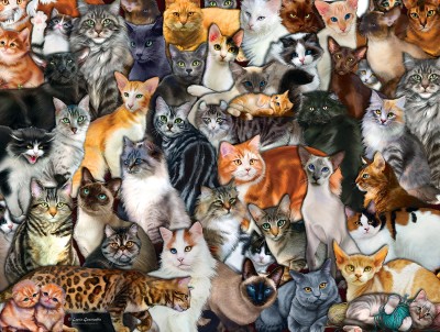 SunsOut 300 -  XXL Pieces - Cat Collage