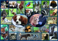 all-creatures-great-small-jigsaw-puzzle-1000-pieces_61511-1_fs.jpg