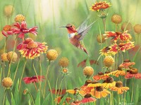 cobble-hill-outset-media-xxl-pieces-rufous-hummingbird-jigsaw-puzzle-500-pieces.77164-1.fs.jpg