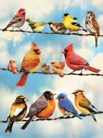 cobble-hill-outset-media-xxl-pieces-birds-on-a-wire-jigsaw-puzzle-500-pieces.77170-1.fs.jpg