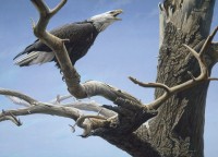 cobble-hill-outset-media-xxl-pieces-call-of-the-wild-jigsaw-puzzle-500-pieces.77191-1.fs.jpg