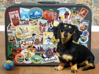 cobble-hill-outset-media-xxl-pieces-dachshund-round-the-world-jigsaw-puzzle-500-pieces.77174-1.fs.jpg