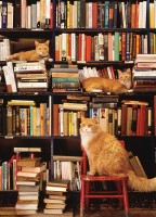 xxl-pieces-gotham-bookstore-cats-cobble-hill-outset-media.81504-1.fs.jpg