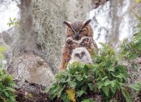 great-horned-owl-cobble-hill-outset-media.81469-1.fs.jpg