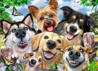 selfies-dogs-delight-jigsaw-puzzle-500-pieces.81671-1.fs.jpg