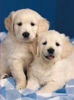 golden-retriever-jigsaw-puzzle-500-pieces.46547-1.fs.jpg