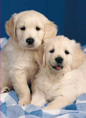 Ravensburger  500 - Golden Retriever