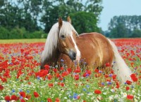 horse-in-the-poppy-field-jigsaw-puzzle-500-pieces.75071-1.fs.jpg