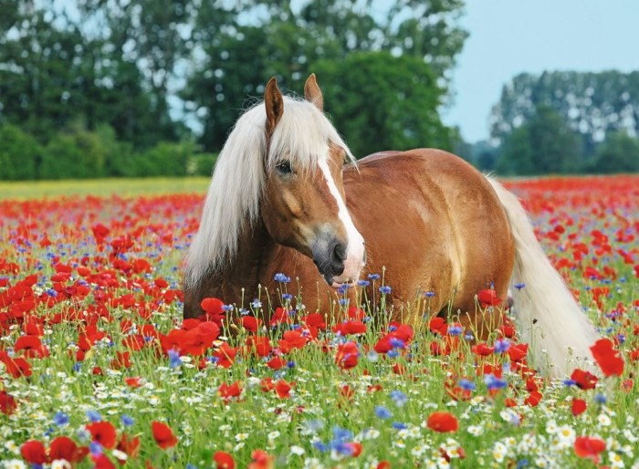 horse-in-the-poppy-field-jigsaw-puzzle-500-pieces.75071-1.fs.jpg