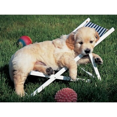 Ravensburger  500 - Jigsaw Puzzle - 500 Pieces - Golden Retriever : Just a Nap