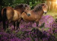 ponies-in-the-flowers-jigsaw-puzzle-500-pieces.65539-1.fs.jpg