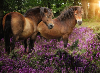 Ravensburger  500 - Ponies in the Flowers