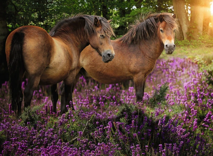 ponies-in-the-flowers-jigsaw-puzzle-500-pieces.65539-1.fs.jpg