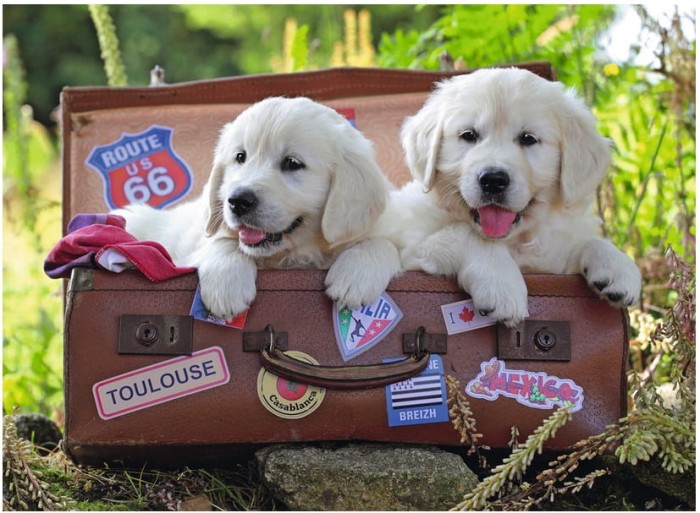 le-repos-des-chiots-puzzle-100-pieces.47997-1.fs.jpg