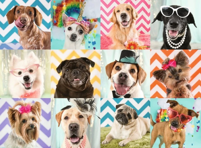 pieces-xxl-chiens-droles-puzzle-100-pieces.74758-1.fs.jpg