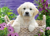 golden-retriever-jigsaw-puzzle-500-pieces.81621-1.fs.jpg