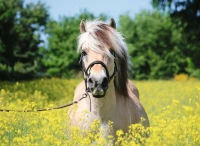 horse-in-the-field-of-flowers-jigsaw-puzzle-500-pieces.81647-1.fs.jpg