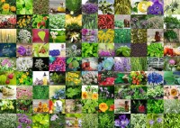 99-herbs-and-spices-jigsaw-puzzle-1000-pieces.81656-1.fs.jpg