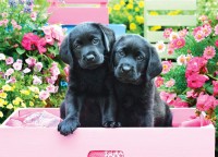 xxl-pieces-black-labs-in-pink-box-jigsaw-puzzle-500-pieces.81607-1.fs.jpg