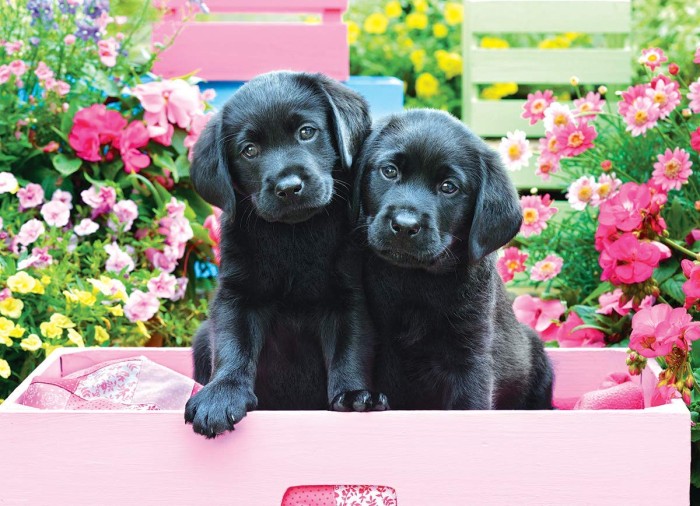 xxl-pieces-black-labs-in-pink-box-jigsaw-puzzle-500-pieces.81607-1.fs.jpg