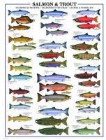 le-saumon-et-la-truite-puzzle-1000-pieces.42101-1.jpg