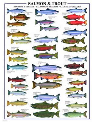 Eurographics 1000 - Salmon and trout