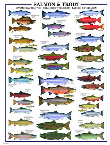 le-saumon-et-la-truite-puzzle-1000-pieces.42101-1.jpg