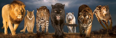 Eurographics 1000 - Big Cats